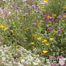 Wildflower Wildlife Mix Seed