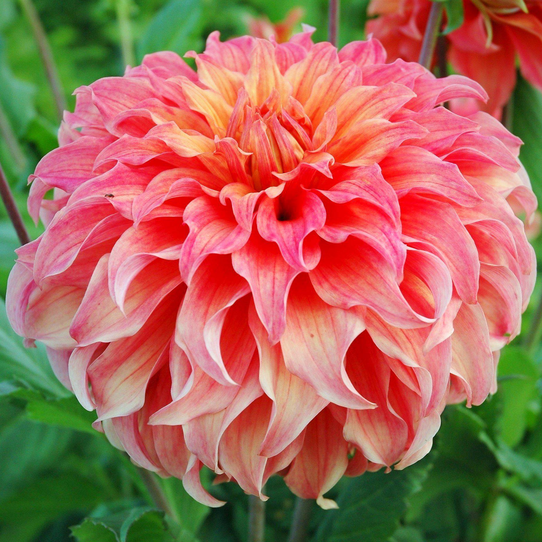 Dahlia - Wyn's Moonlight Sonata