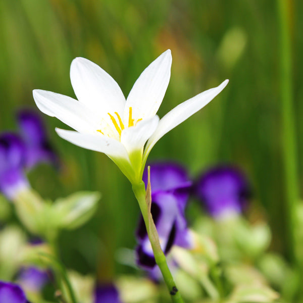Rain Lily - Candida White