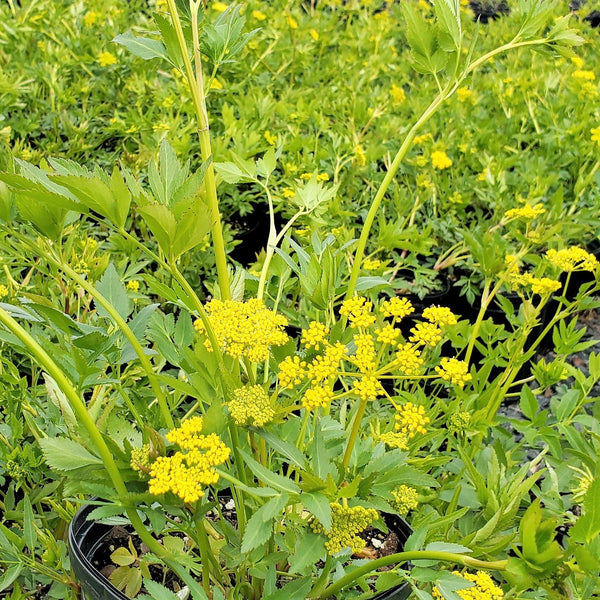 Zizia aurea 1G