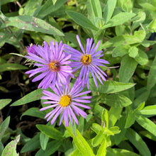 Aster novae-angliae 1G