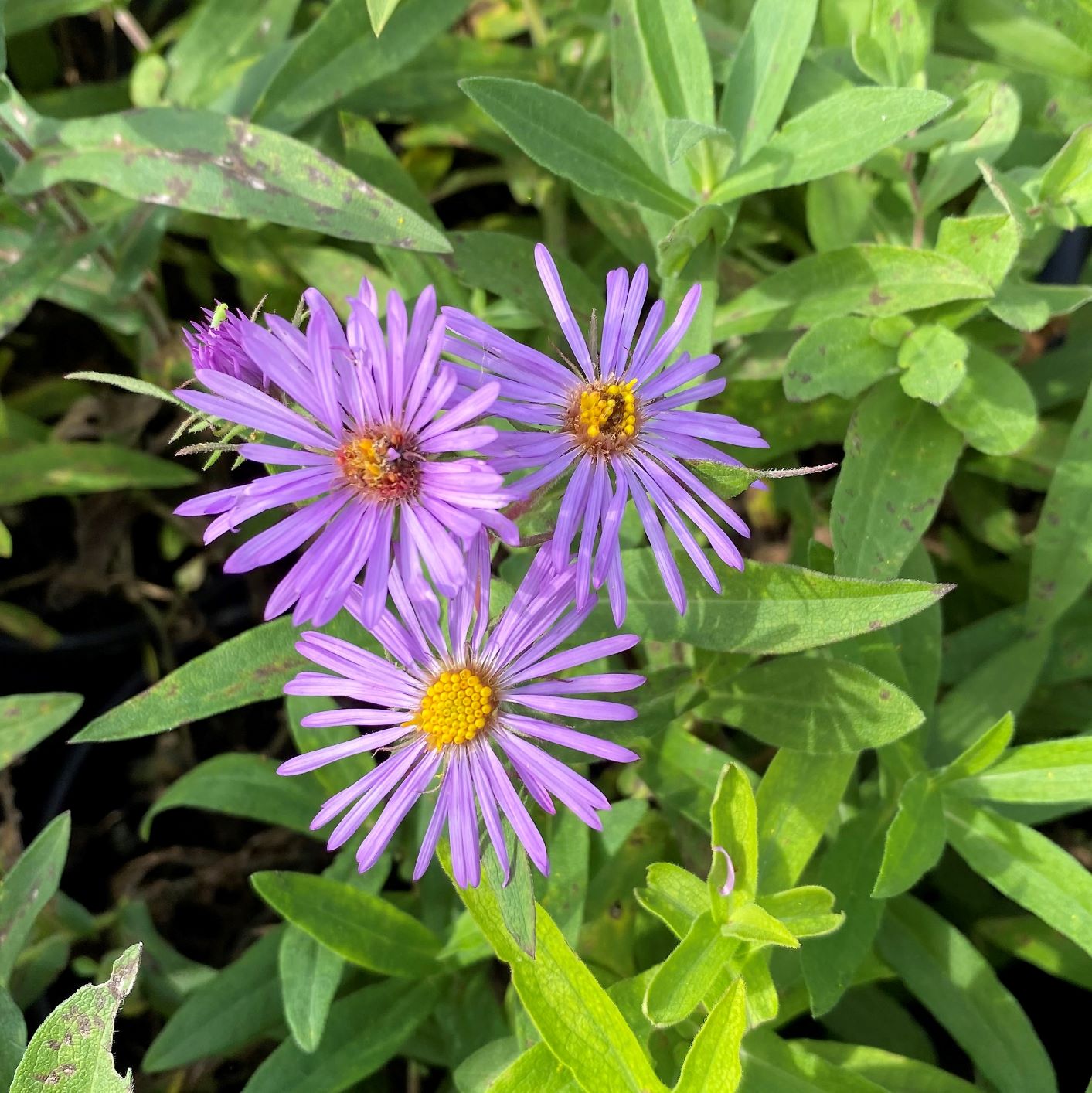 Aster novae-angliae 1G
