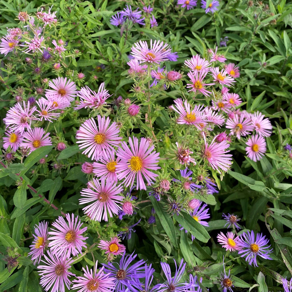 Aster novae-angliae 1G