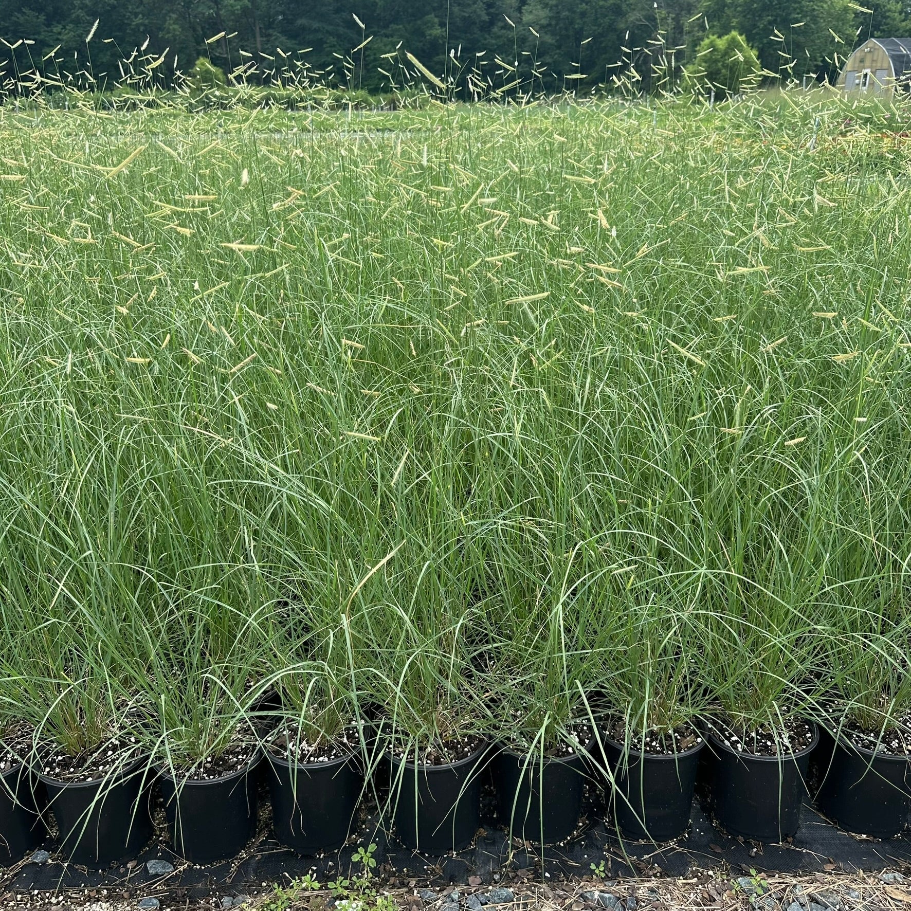Bouteloua gracilis Blonde Ambition 1G