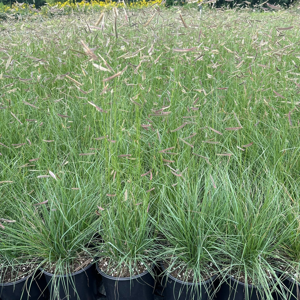 Bouteloua gracilis 1G