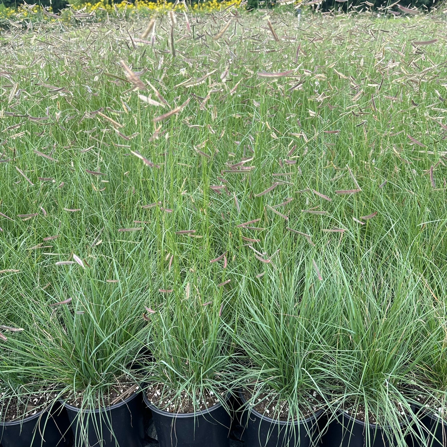 Bouteloua gracilis 1G