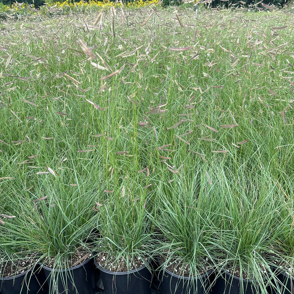 Bouteloua gracilis 1G