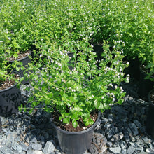 Calamintha nepeta ssp nepeta 1G