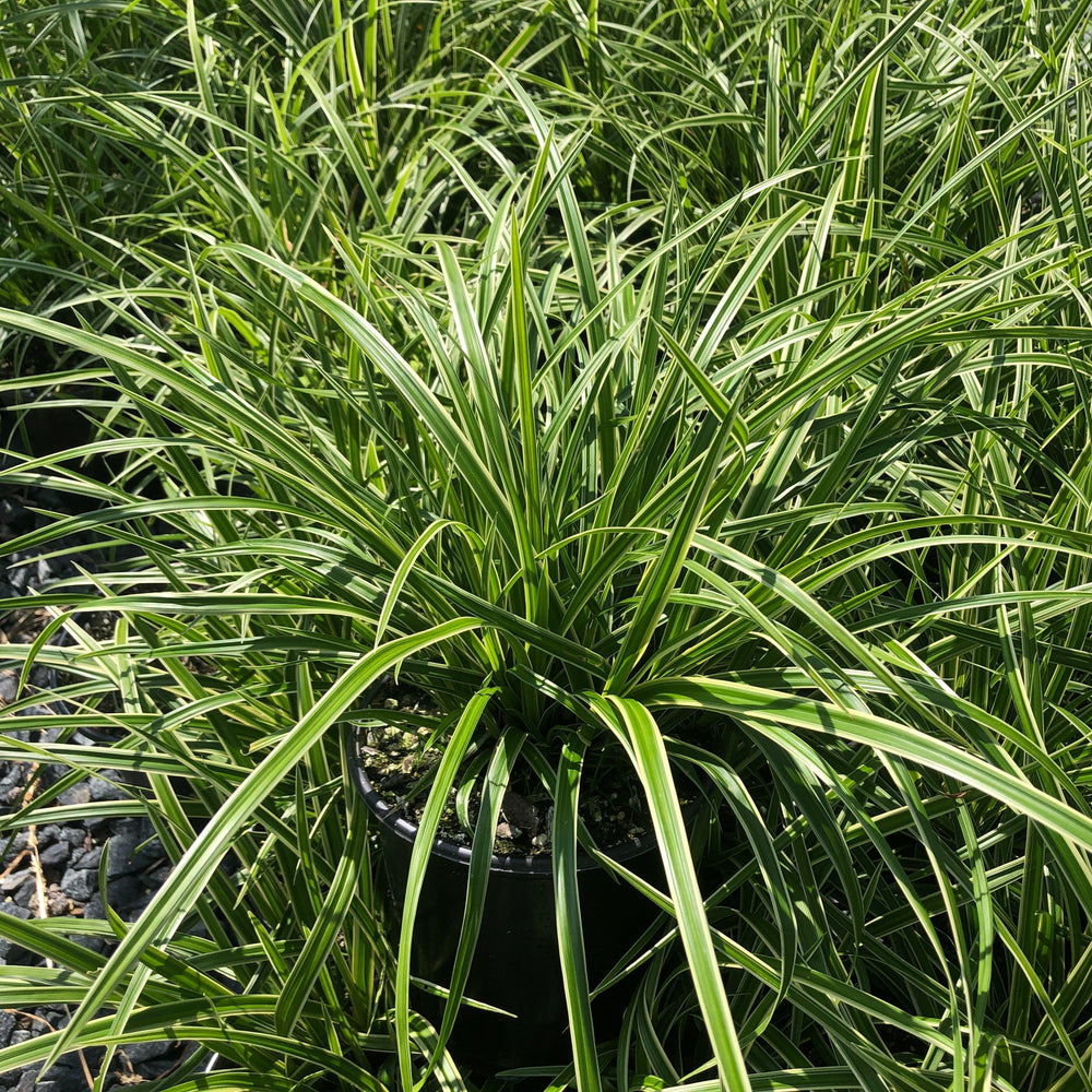 Carex morrowii Ice Dance 1G