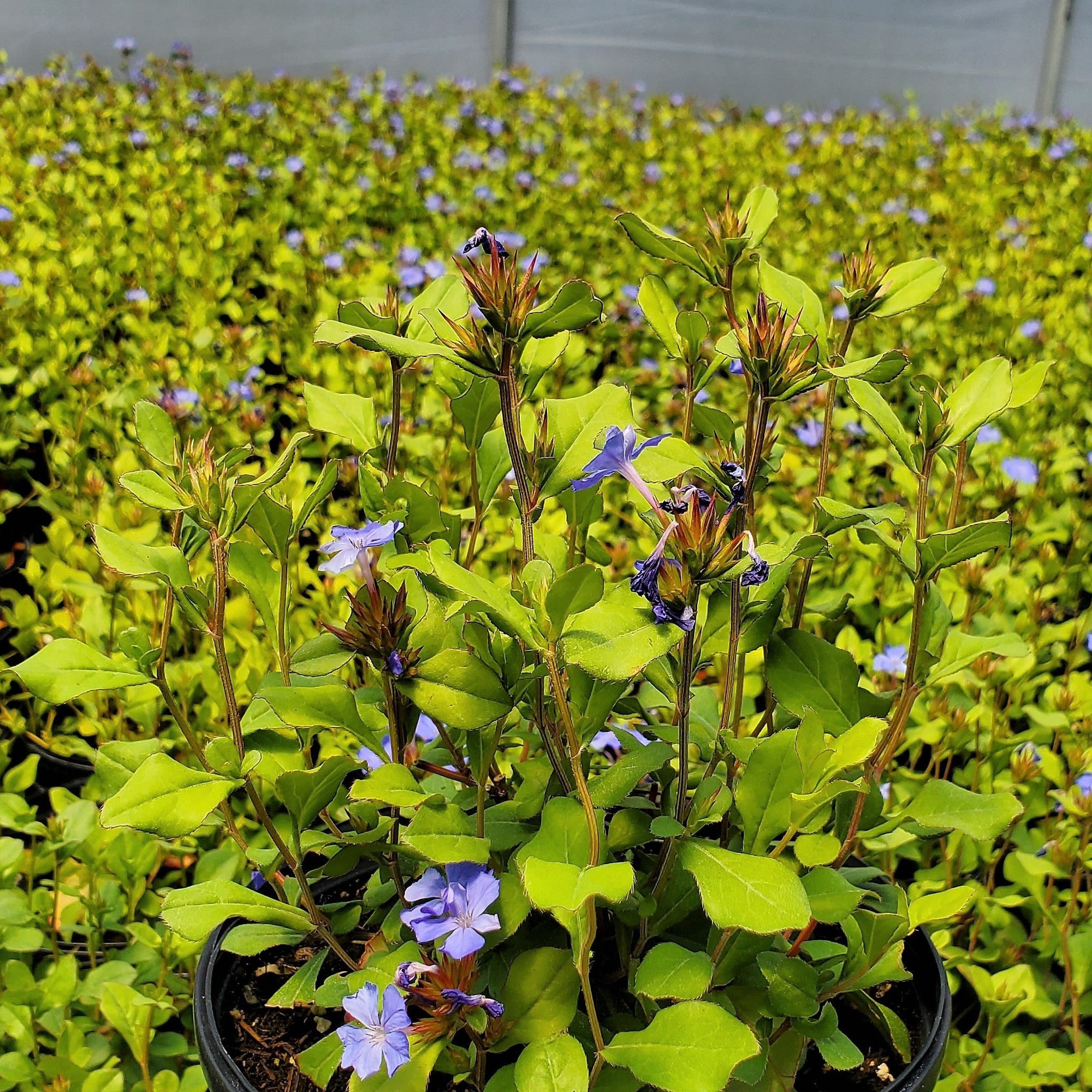 Ceratostigma plumbaginoides 1Q
