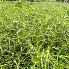 Coreopsis rosea 1G