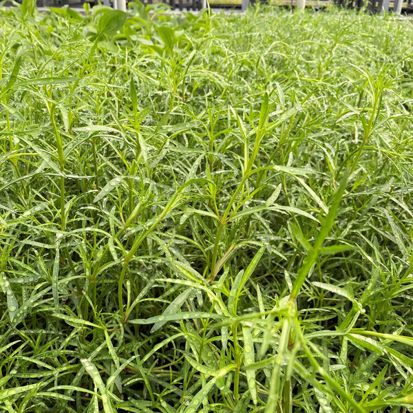 Coreopsis rosea 1G