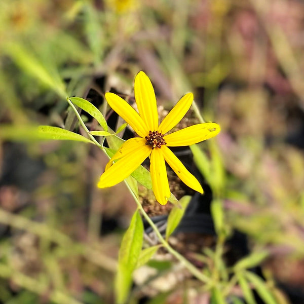 Coreopsis tripteris 1G