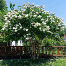 Natchez Crape Myrtle