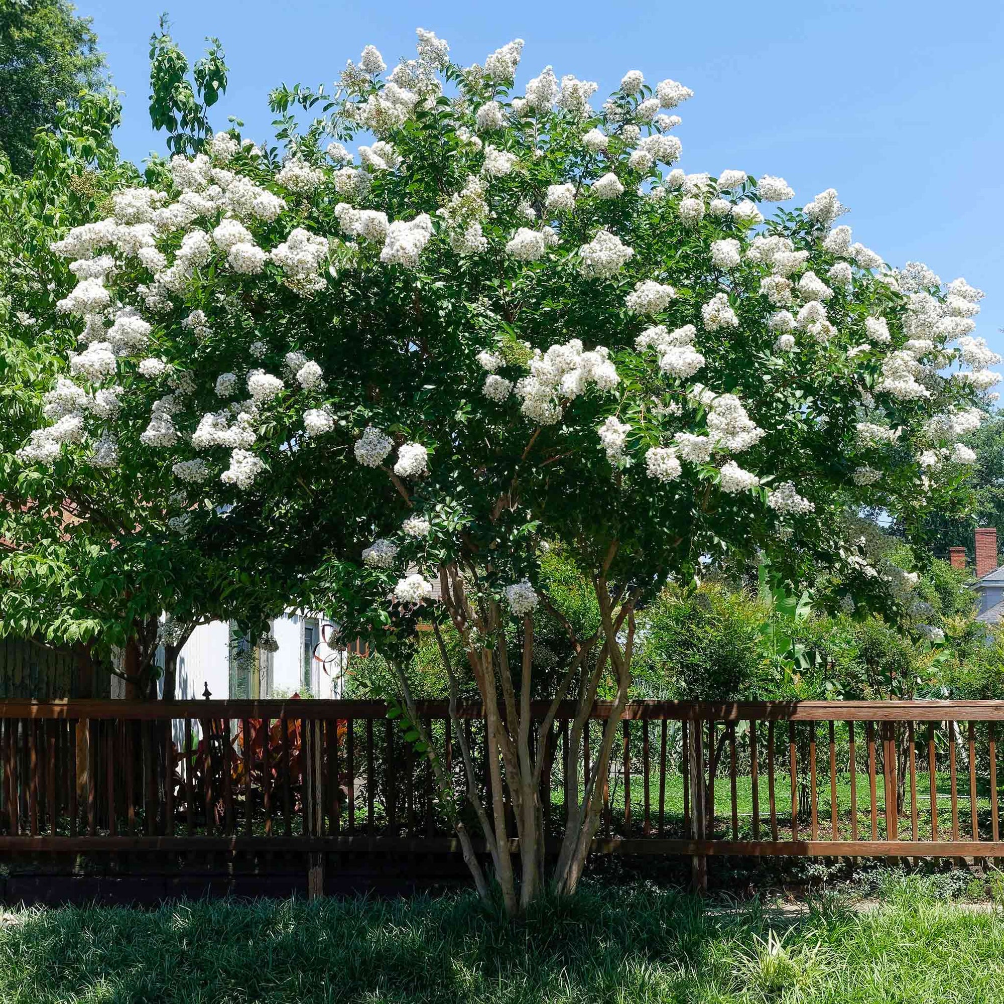 Natchez Crape Myrtle