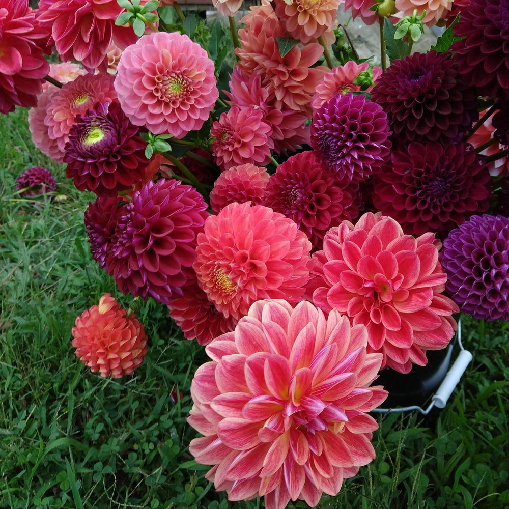Dahlia - Watermelon Mix