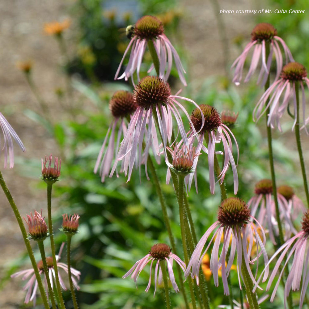 Echinacea pallida 1G