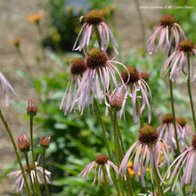 Echinacea pallida 1G