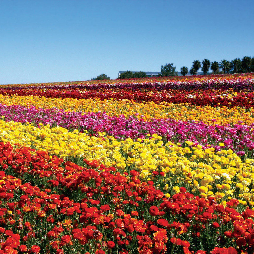 Ranunculus - Tecolote Red
