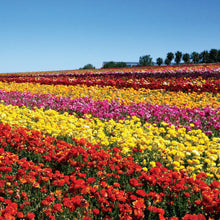 Ranunculus - Tecolote Red
