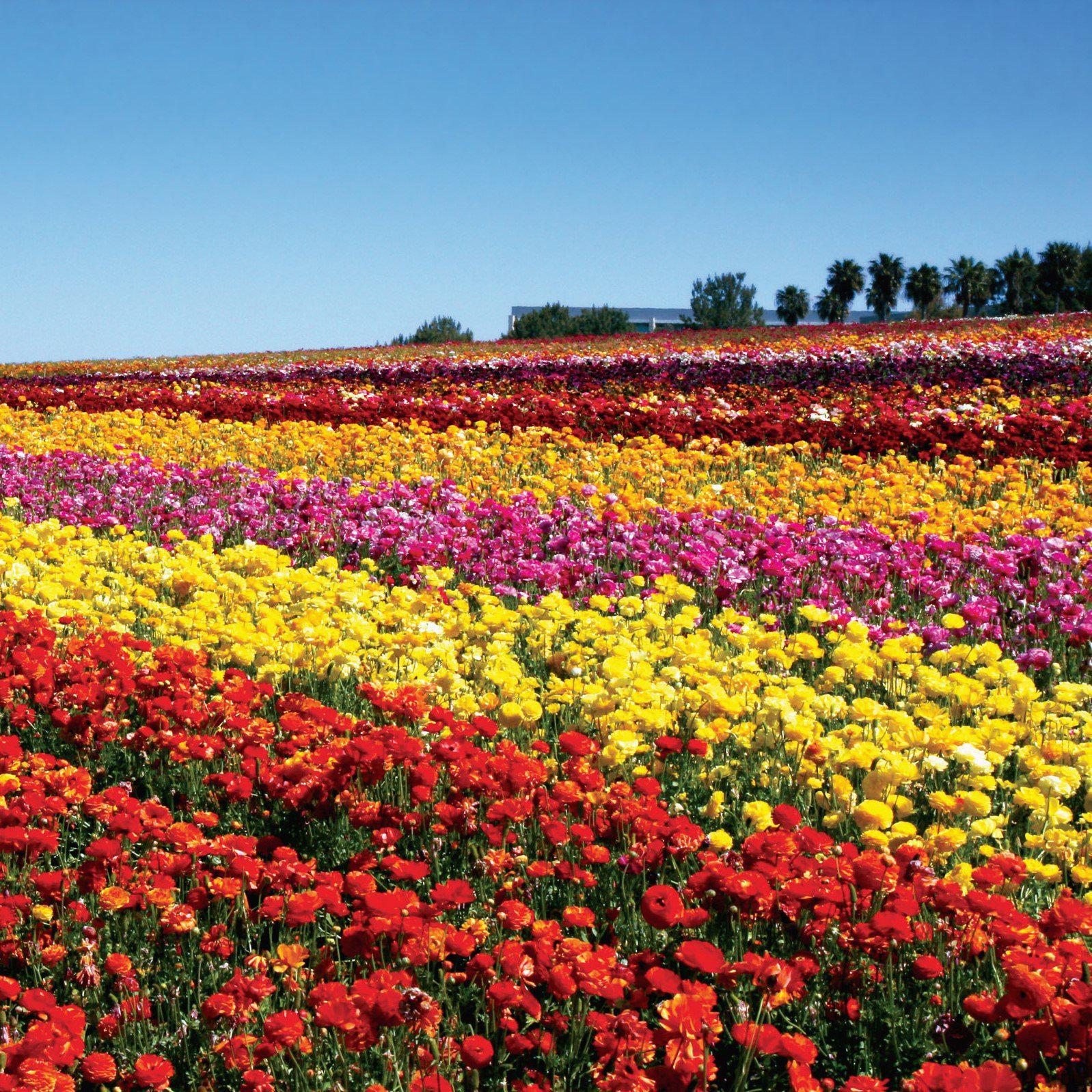 Ranunculus - Tecolote Red