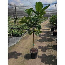 Fiddle-Leaf Fig Tree