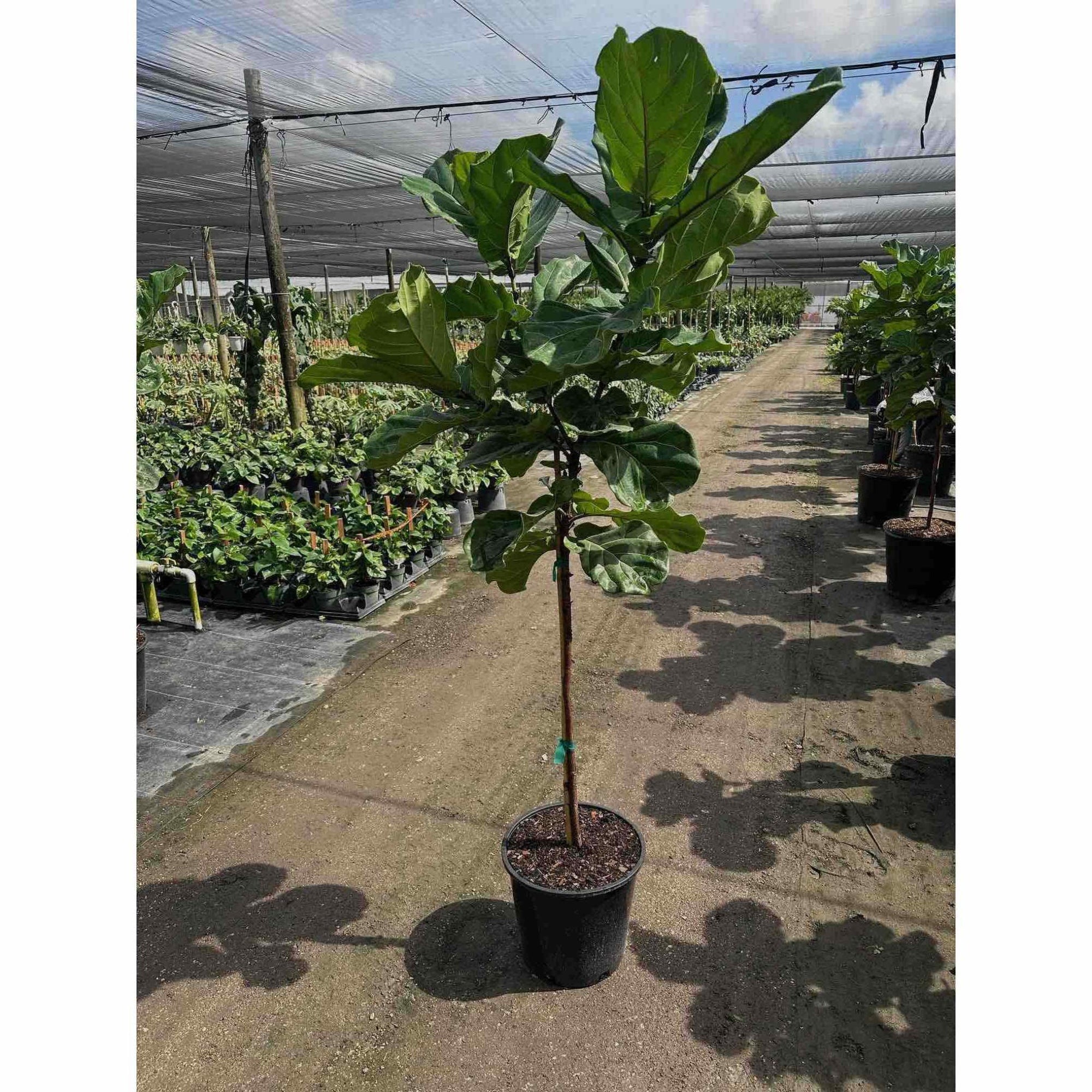 Fiddle-Leaf Fig Tree
