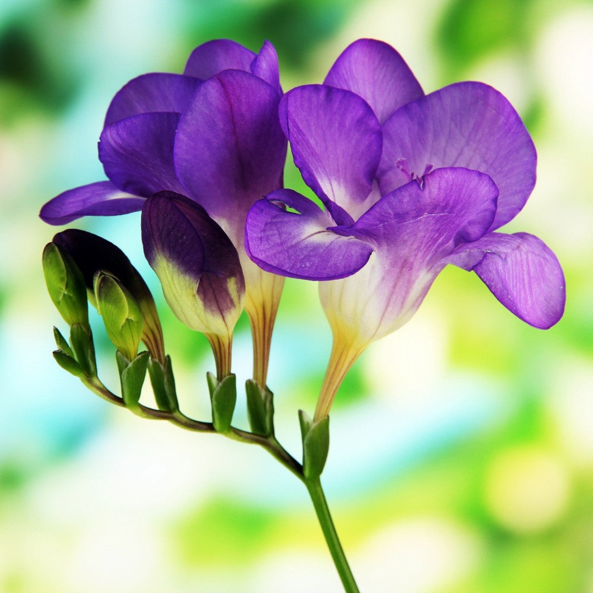 Freesia - Single Blue