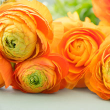 Ranunculus - Tecolote Gold