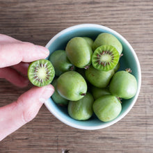 Prolific Kiwi