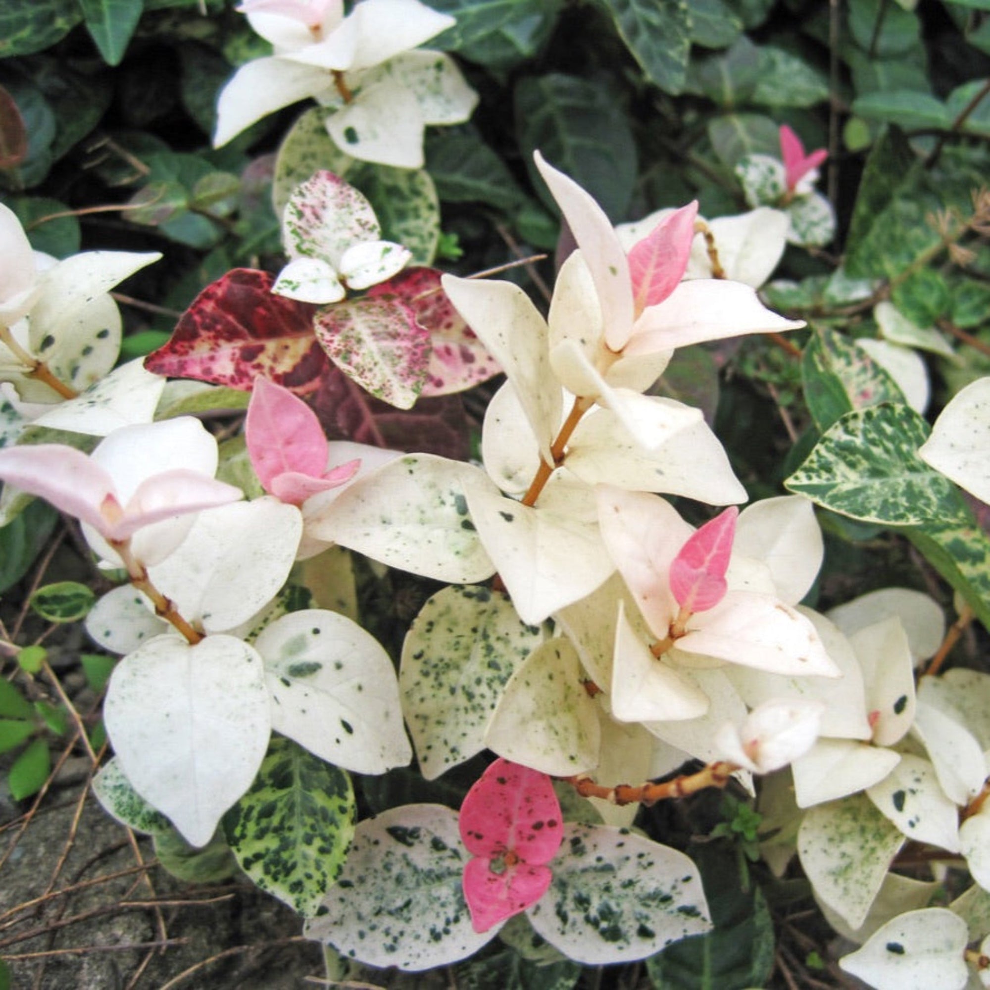 Snow-N-Summer™ Asiatic Jasmine