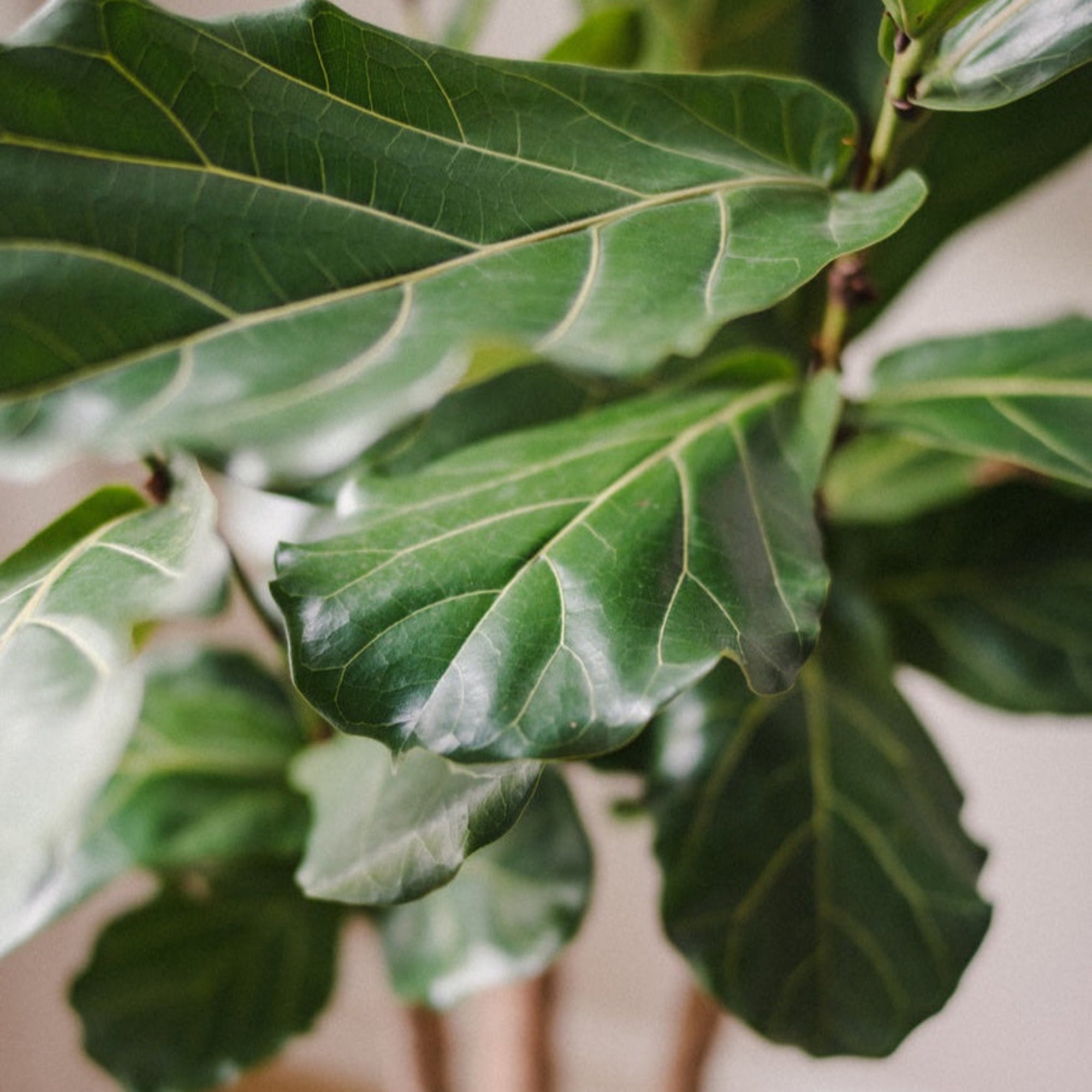 Fiddle-Leaf Fig Tree