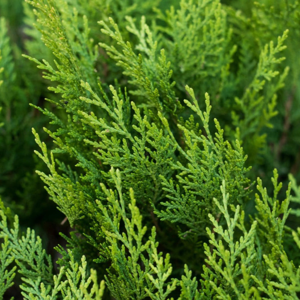Leyland Cypress Tree