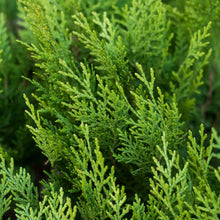 Leyland Cypress Tree