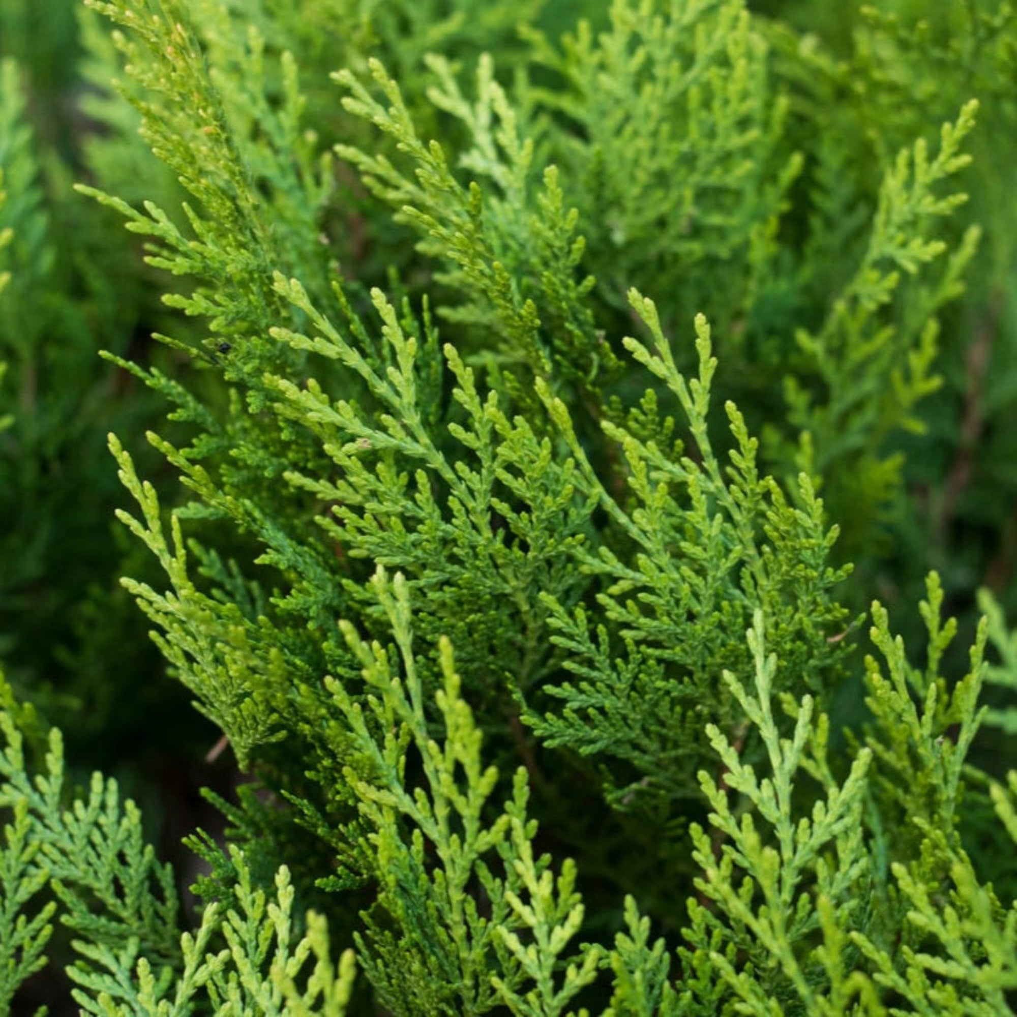 Leyland Cypress Tree