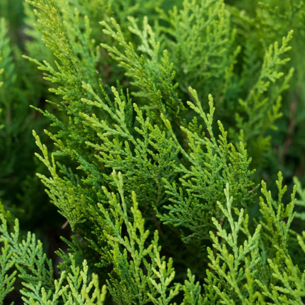 Leyland Cypress Tree