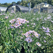 Aster laevis 1Q