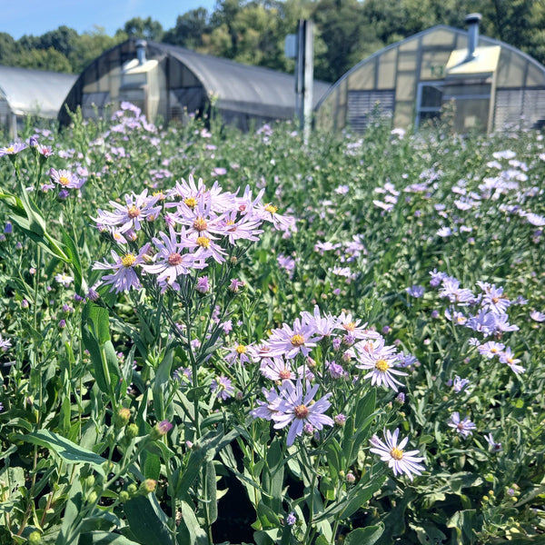 Aster laevis 1Q