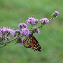 Liatris ligulistylis 1G