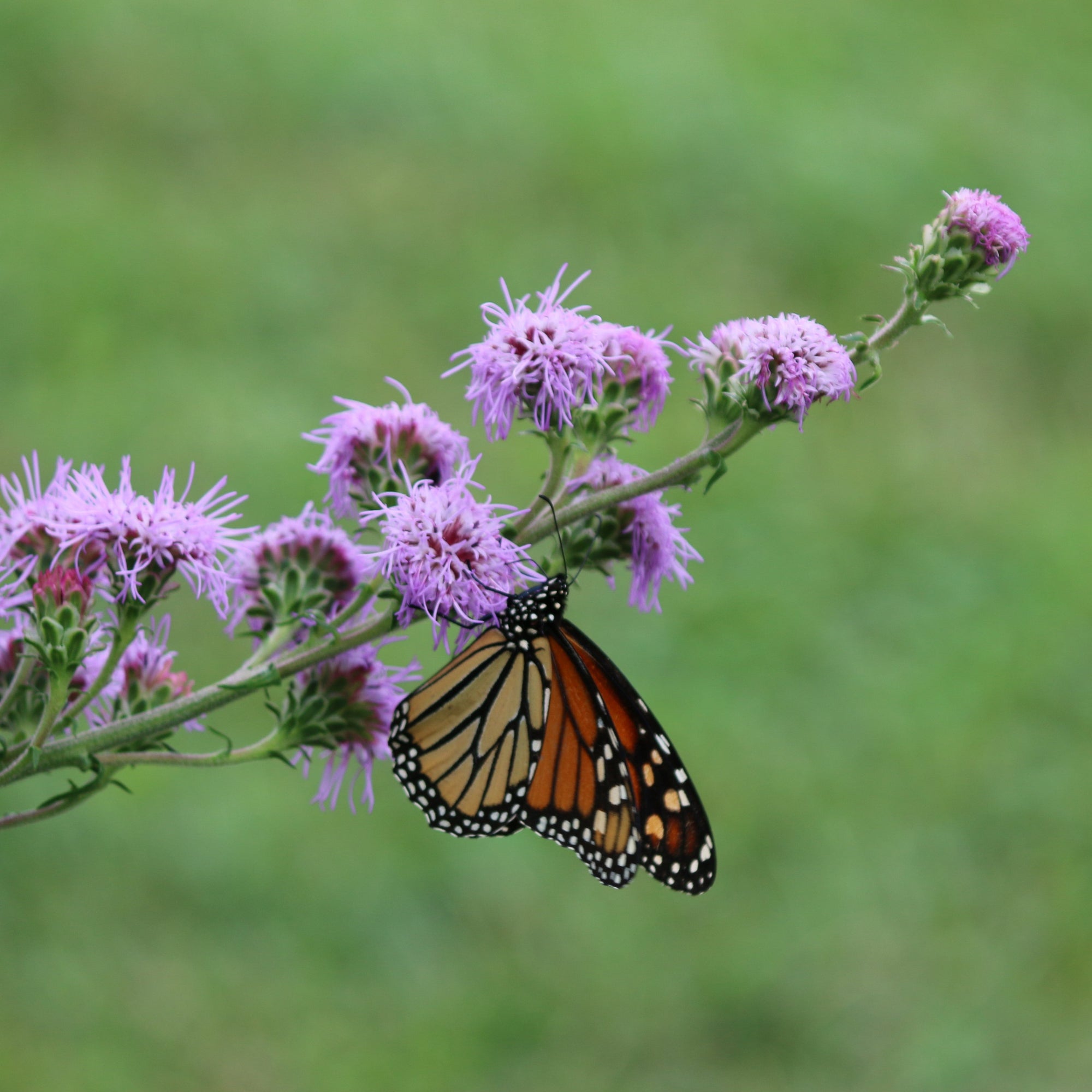 Liatris ligulistylis 1G
