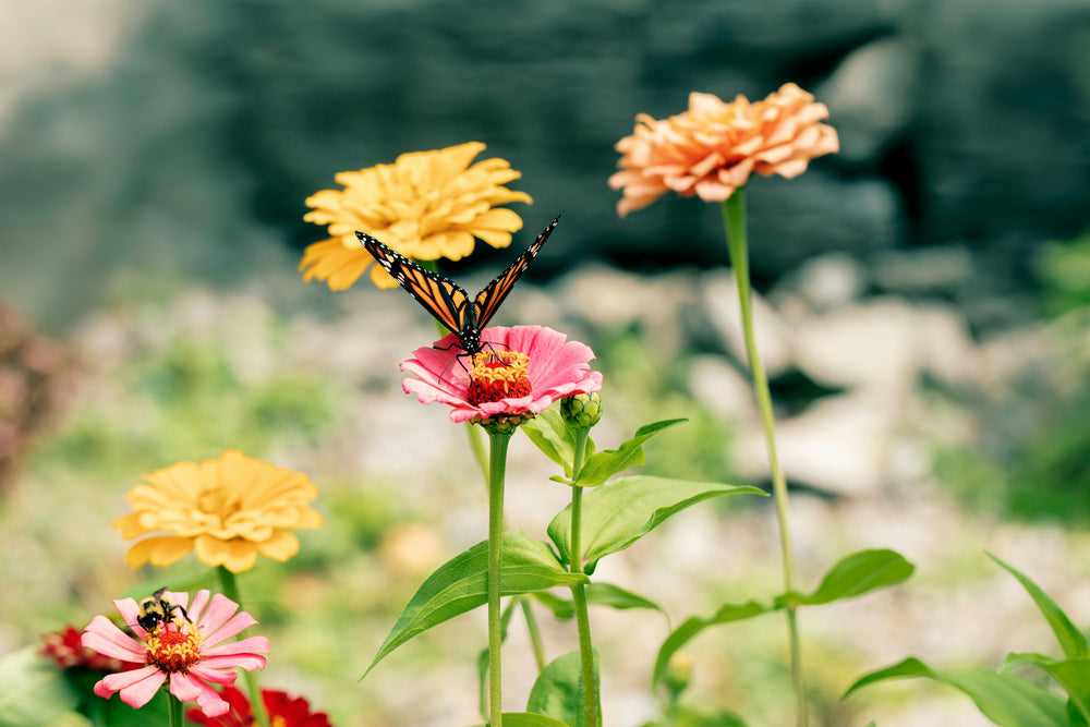 Summertime is for pollinators