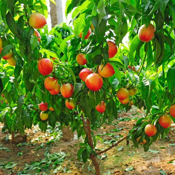 Multi-Fruit Peach Tree