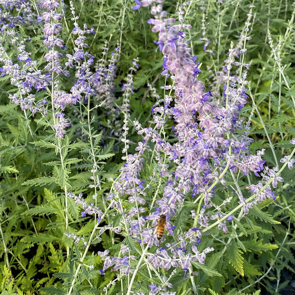 Perovskia atriplicifolia 1G