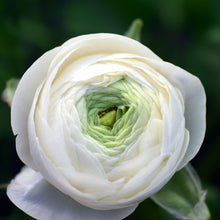 Ranunculus - Tecolote Rainbow Mix