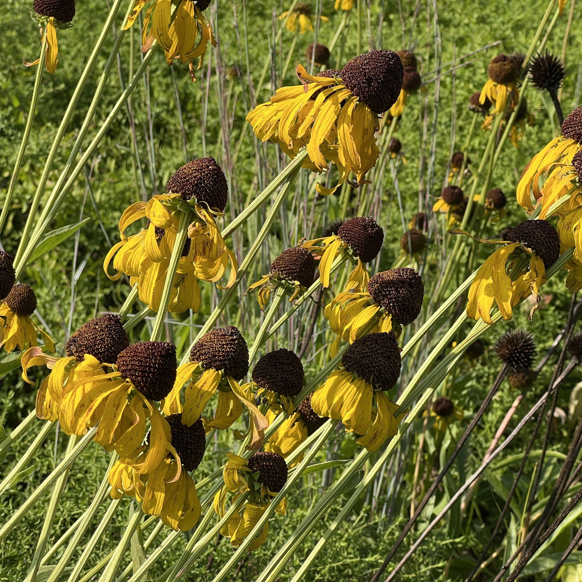 Rudbeckia grandiflora Sundance 1G