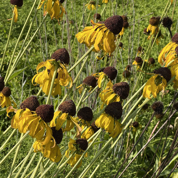 Rudbeckia sp. Sundance 1G