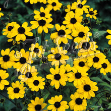 Rudbeckia triloba Blackjack Gold 1G