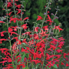 Salvia roemeriana Prairie Fire 1G