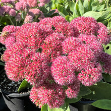 Sedum x Autumn Joy 1Q
