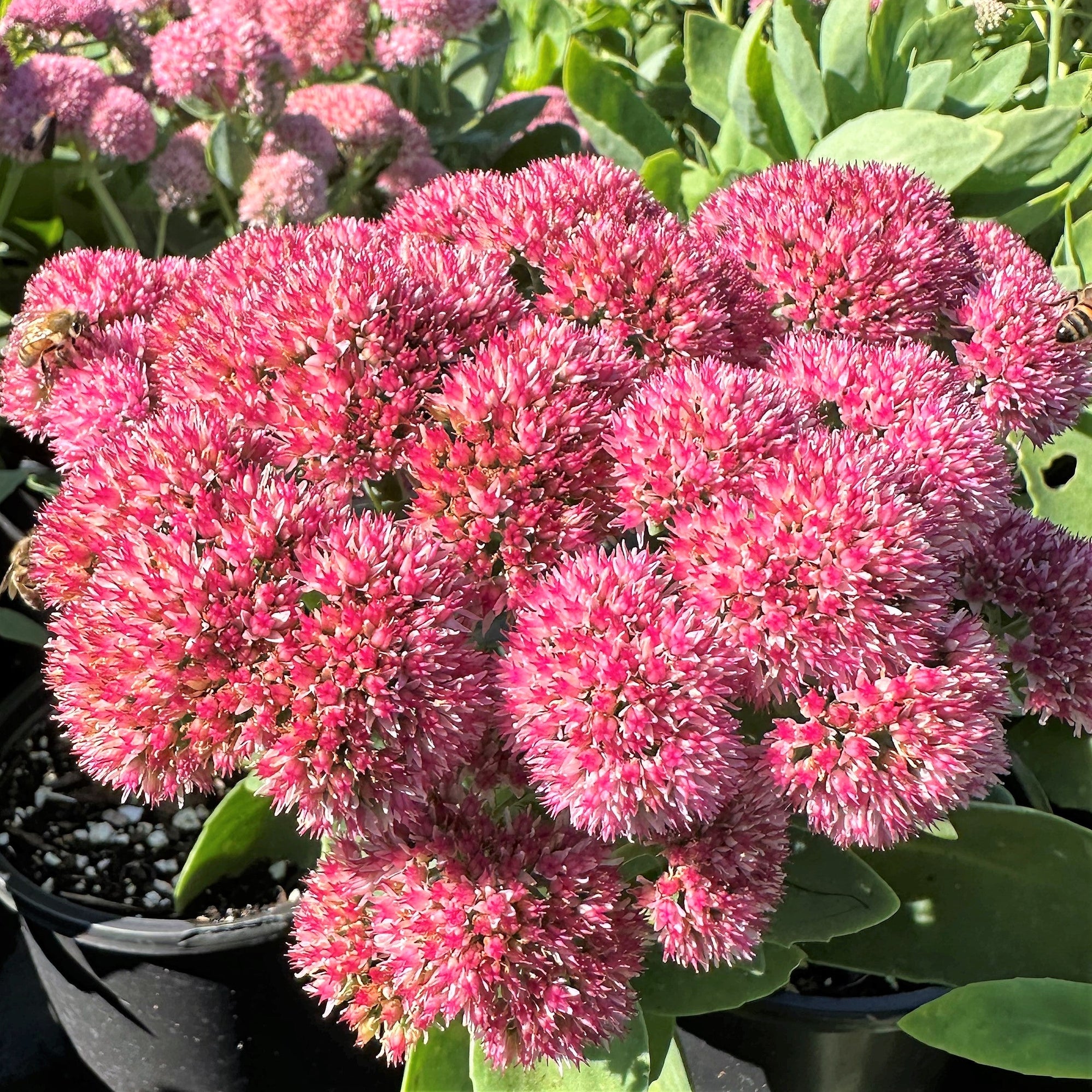 Sedum x Autumn Joy 1Q